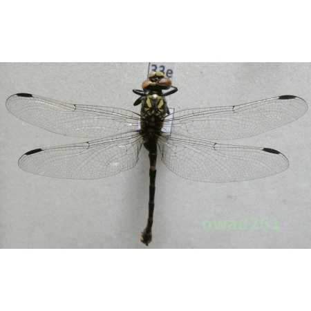 Odonata sp. Poland33e